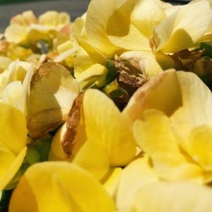 Meet your Posher, Brooke